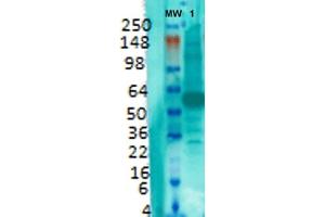 Western Blot analysis of Rat brain membrane lysate showing detection of VGLUT1 protein using Mouse Anti-VGLUT1 Monoclonal Antibody, Clone S28-9 (ABIN1027710). (SLC17A7 antibody  (AA 493-560))