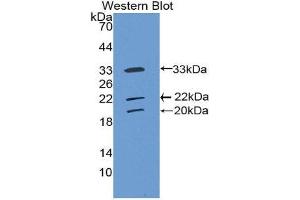 Western Blotting (WB) image for anti-Collectin Sub-Family Member 10 (C-Type Lectin) (COLEC10) (AA 34-277) antibody (ABIN1858423) (COLEC10 antibody  (AA 34-277))