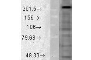 Cav1. (CACNA1D antibody  (AA 859-875))
