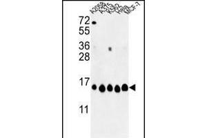 Western blot analysis of HIST1H2AH Antibody (N-term) (ABIN652767 and ABIN2842504) in , , K562, Hela, MCF-7 cell line lysates (35 μg/lane).