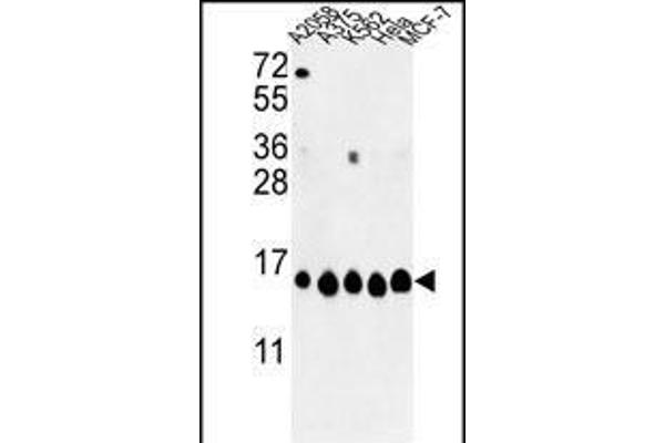 HIST1H2AH Antikörper  (N-Term)