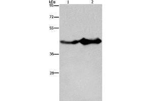 Western Blot analysis of Mouse liver and brain tissue using GLUL Polyclonal Antibody at dilution of 1:600 (GLUL antibody)