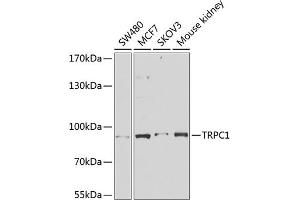 Western blot analysis of extracts of various cell lines, using TRPC1 antibody (ABIN6133942, ABIN6149568, ABIN6149571 and ABIN6216183) at 1:1000 dilution.