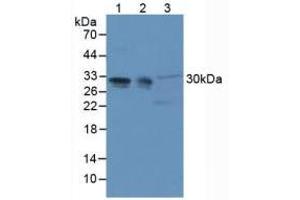 Figure. (PHAP1 antibody  (AA 2-175))