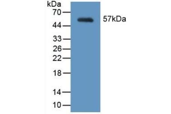 MYH2 antibody  (AA 1238-1472)