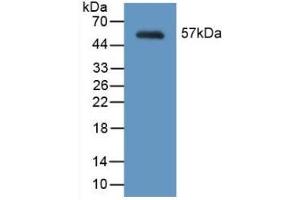 MYH2 antibody  (AA 1238-1472)