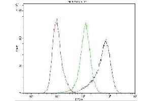 anti-Dynamin 1 (DNM1) (AA 616-667) antibody