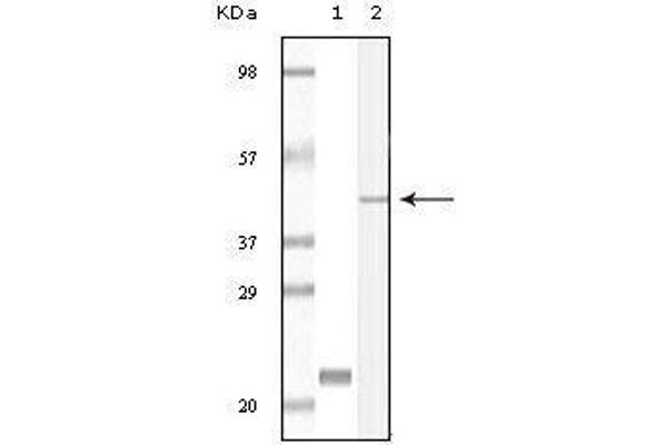CIB1 antibody