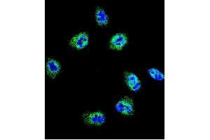 Confocal immunofluorescent analysis of FLNA Antibody  (ABIN392193 and ABIN2841898) with Hela cell followed by Alexa Fluor 488-conjugated goat anti-rabbit lgG (green). (Filamin A antibody  (AA 1025-1054))