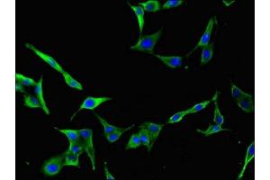 Immunofluorescent analysis of Hela cells using ABIN7158853 at dilution of 1:100 and Alexa Fluor 488-congugated AffiniPure Goat Anti-Rabbit IgG(H+L) (CDC25B antibody  (AA 1-195))