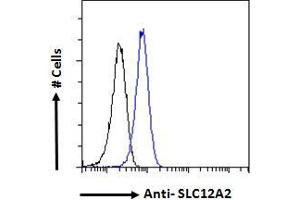 ABIN570824 Flow cytometric analysis of paraformaldehyde fixed HeLa cells (blue line), permeabilized with 0. (SLC12A2 antibody  (Internal Region))