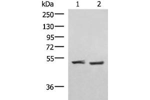Western blot analysis of Human cerebella tissue K562 cell lysates using RRP8 Polyclonal Antibody at dilution of 1:1000 (RRP8 antibody)