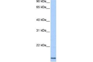 CCNL2 antibody used at 0. (Cyclin L2 antibody  (N-Term))