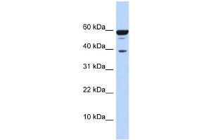 PPP1R8 antibody used at 1 ug/ml to detect target protein. (PPP1R8 antibody)