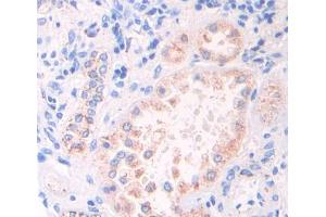 IHC-P analysis of kidney tissue, with DAB staining. (GAS6 antibody  (AA 503-664))