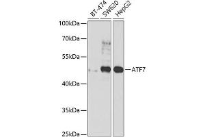 Western blot analysis of extracts of various cell lines, using  antibody  at 1:1000 dilution. (AFT7 antibody  (AA 1-117))