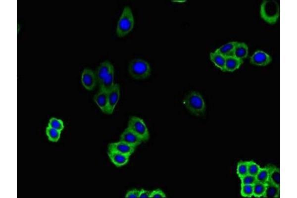 SLC51B antibody  (AA 57-128)