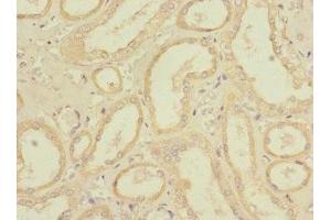 Immunohistochemistry of paraffin-embedded human kidney tissue using ABIN7167443 at dilution of 1:100 (REEP3 antibody  (AA 80-255))