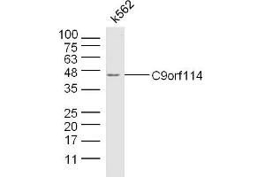 K562 lysates probed with C9orf114 Polyclonal Antibody, Unconjugated  at 1:300 dilution and 4˚C overnight incubation. (C9orf114 antibody)