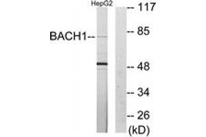 Western blot analysis of extracts from HepG2 cells, using BACH1 Antibody. (BACH1 antibody  (AA 131-180))