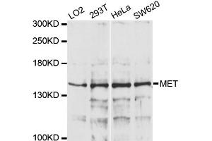 Western blot analysis of extracts of various cell lines, using MET antibody (ABIN1873686) at 1:1000 dilution.