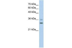 WB Suggested Anti-FOXQ1 Antibody Titration:  0. (FOXQ1 antibody  (N-Term))