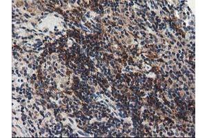 Image no. 1 for anti-N-Acyl Phosphatidylethanolamine phospholipase D (NAPEPLD) antibody (ABIN1499643) (NAPEPLD antibody)