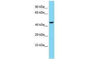 Host: Rabbit Target Name: TSKU Sample Type: HepG2 Whole Cell lysates Antibody Dilution: 1. (TSKU antibody  (C-Term))