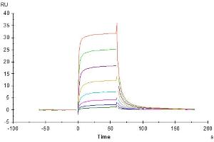 Rituximab captured on CM5 Chip via Protein A can bind Cynomolgus Fc gamma RIII, His Tag with an affinity constant of 0. (Fc gamma RII (CD32) (AA 17-208) protein (His tag))