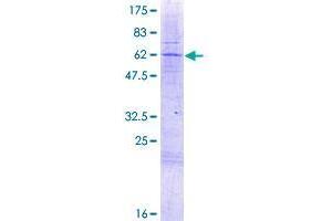 Fc Receptor-Like B (FCRLB) (AA 1-312) protein (GST tag)