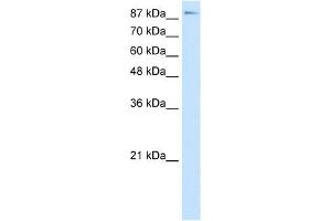 WB Suggested Anti-TCEB3 Antibody Titration:  7. (TCEB3 antibody  (C-Term))