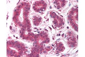 Anti-EGLN2 / PHD1 antibody IHC of human breast. (PHD1 antibody  (AA 58-107))