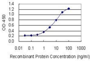 Detection limit for recombinant GST tagged CYP1A2 is 0. (CYP1A2 antibody  (AA 211-310))