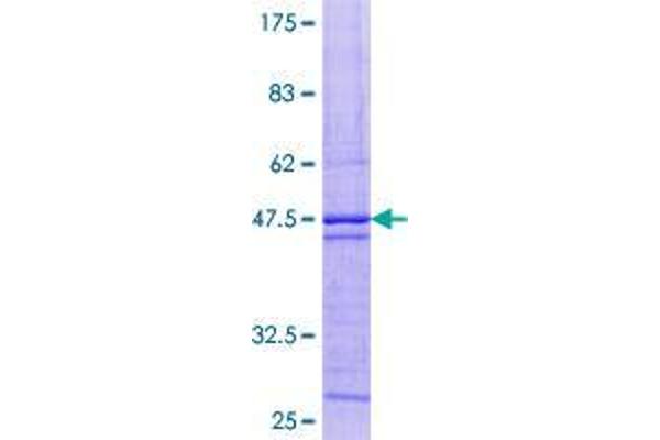 SYNJ2BP Protein (AA 1-145) (GST tag)