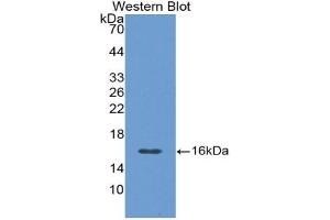 Detection of Recombinant CGRP, Rat using Polyclonal Antibody to Calcitonin Gene Related Peptide (CGRP) (CGRP antibody  (AA 1-134))