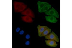 ABIN6262072 and ABIN6266555 staining Hela cells(45 min of heat-shock) by IF/ICC. (Granzyme B/H (N-Term) antibody)