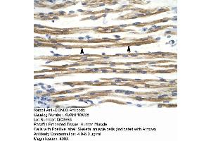 Human Muscle (Cyclin D3 antibody  (C-Term))