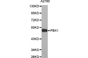 Western blot analysis of extracts of A2780 cells, using PBX1 antibody (ABIN5970009). (PBX1 antibody)