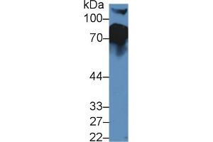 Western blot analysis of Mouse Serum, using Mouse CFH Antibody (5 µg/ml) and HRP-conjugated Goat Anti-Rabbit antibody ( (Complement Factor H antibody  (AA 915-1156))