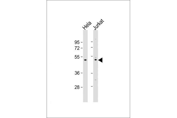 ZNF577 antibody  (N-Term)