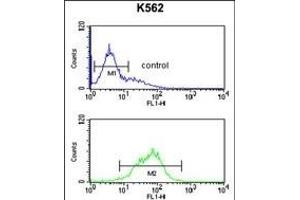 KIR2DL5B Antibody (Center) (ABIN652855 and ABIN2842556) flow cytometric analysis of K562 cells (bottom histogram) compared to a negative control cell (top histogram). (KIR2DL5B antibody  (AA 264-290))