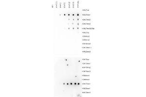 Dot Blot results of H3K27me1 antibody Dot Blot results of H3K27me1 antibody. (HIST1H3A antibody  (H3K27me))