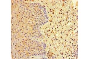 Immunohistochemistry of paraffin-embedded human tonsil tissue using ABIN7151453 at dilution of 1:100 (EHD1 antibody  (AA 401-498))