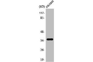 TAS2R8 antibody  (Internal Region)