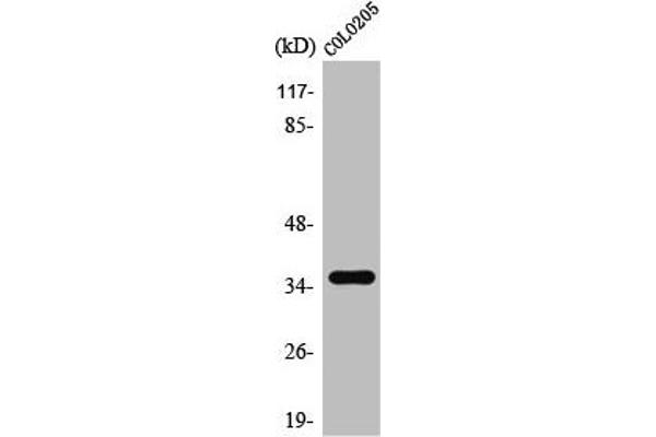 TAS2R8 antibody  (Internal Region)