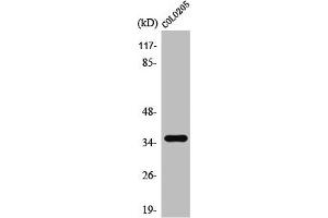Western Blot analysis of COLO205 cells using T2R8 Polyclonal Antibody (TAS2R8 antibody  (Internal Region))