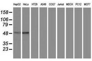 Image no. 1 for anti-Protein Kinase C and Casein Kinase Substrate in Neurons 3 (PACSIN3) antibody (ABIN1500007) (PACSIN3 antibody)