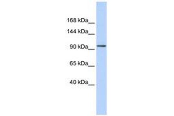 ZNF560 Antikörper  (AA 287-336)