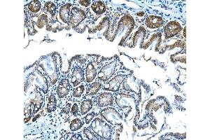 IHC analysis of Btc using anti-Btc antibody (ABIN7601294). (Betacellulin antibody  (AA 32-111))