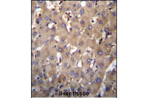 SEC63 Antibody (N-term) (ABIN657052 and ABIN2846219) immunohistochemistry analysis in formalin fixed and paraffin embedded human liver tissue followed by peroxidase conjugation of the secondary antibody and DAB staining. (SEC63 antibody  (N-Term))